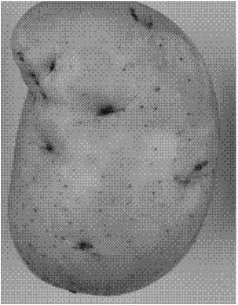 Potato germination inhibitor and preparation method thereof