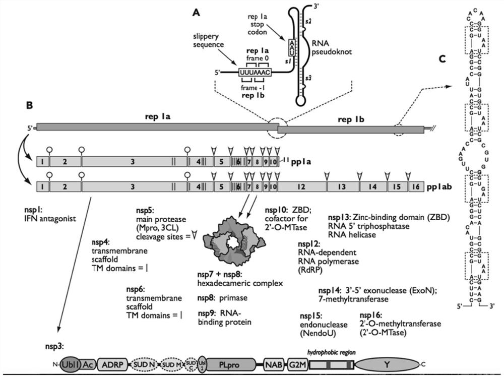 Novel coronavirus SARS-CoV-2 safe replication subsystem and application thereof