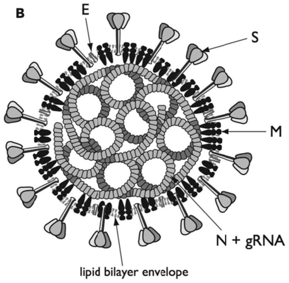 Novel coronavirus SARS-CoV-2 safe replication subsystem and application thereof