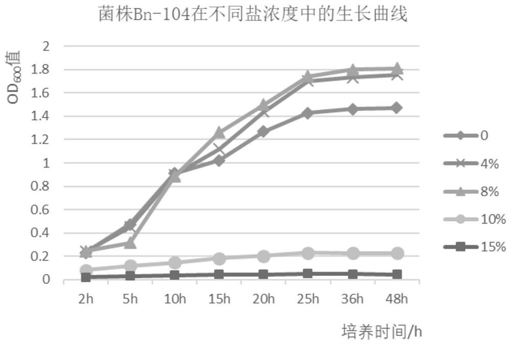 A strain of nitrate-reducing bacteria, its culture method and application