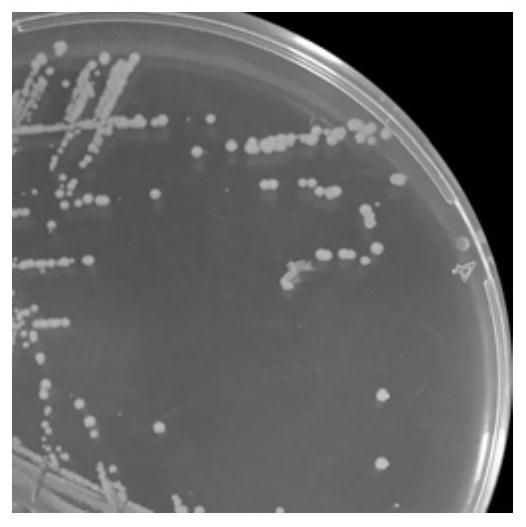 A strain of nitrate-reducing bacteria, its culture method and application