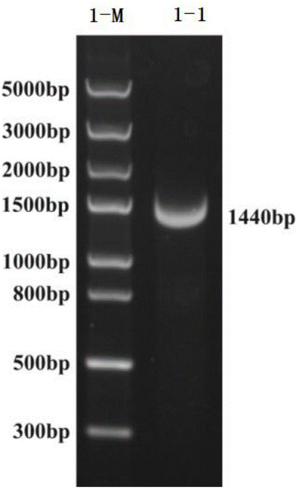 Indirect ELISA (Enzyme-linked Immunosorbent Assay) kit for detecting serum type 4 aviadenovirus antibody and detection method of kit