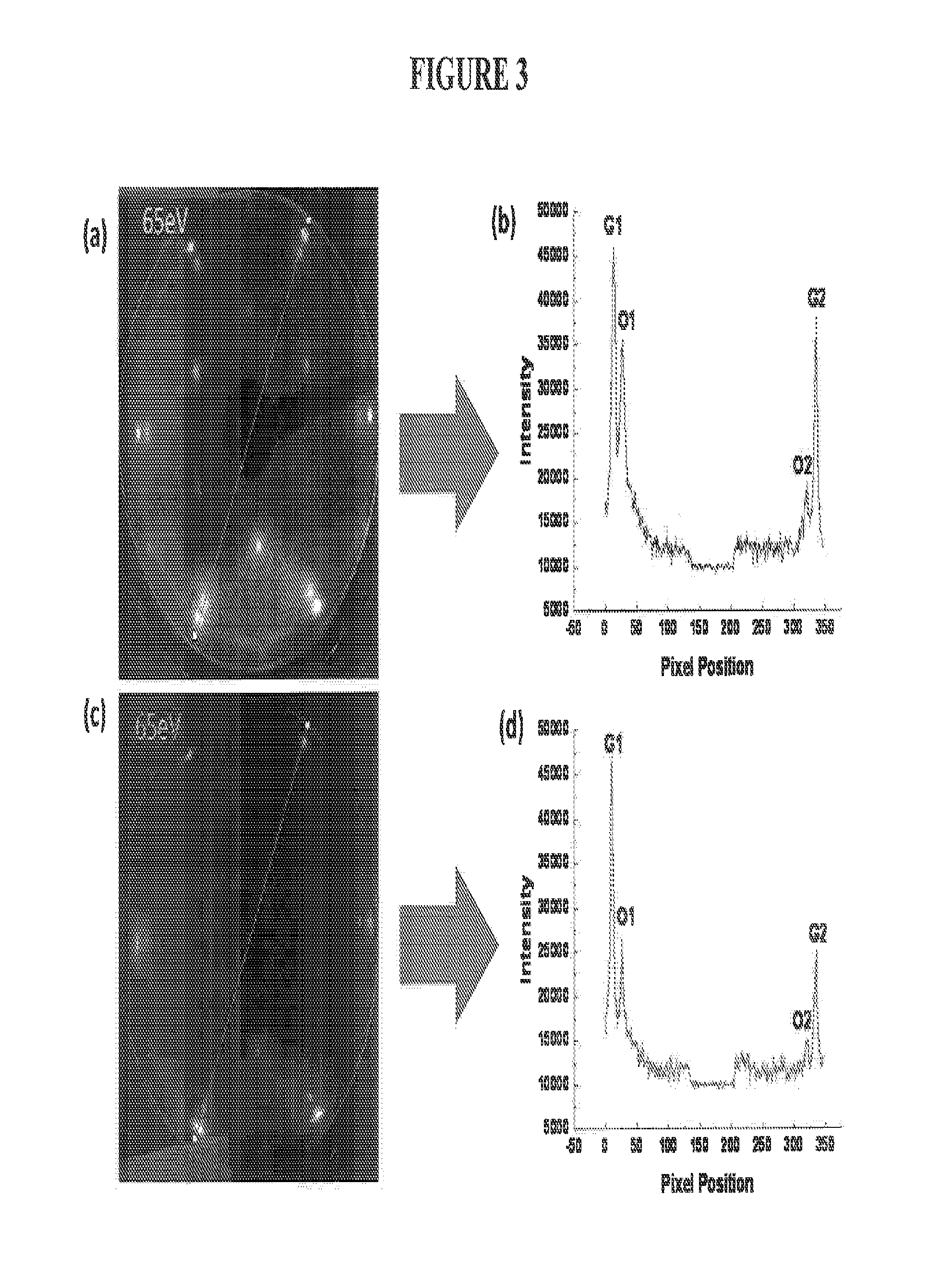 Direct Growth of Graphene by Molecular Beam Epitaxy for the Formation of Graphene Heterostructures