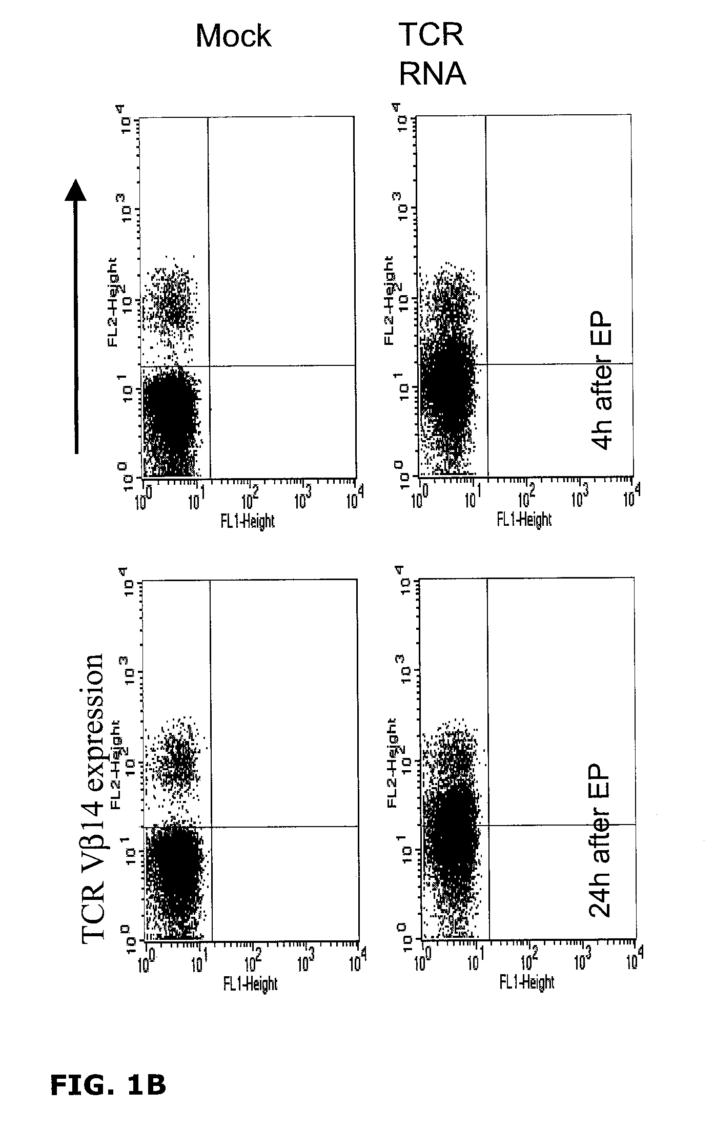 Methods for Generating Antigen-Specific Effector T Cells