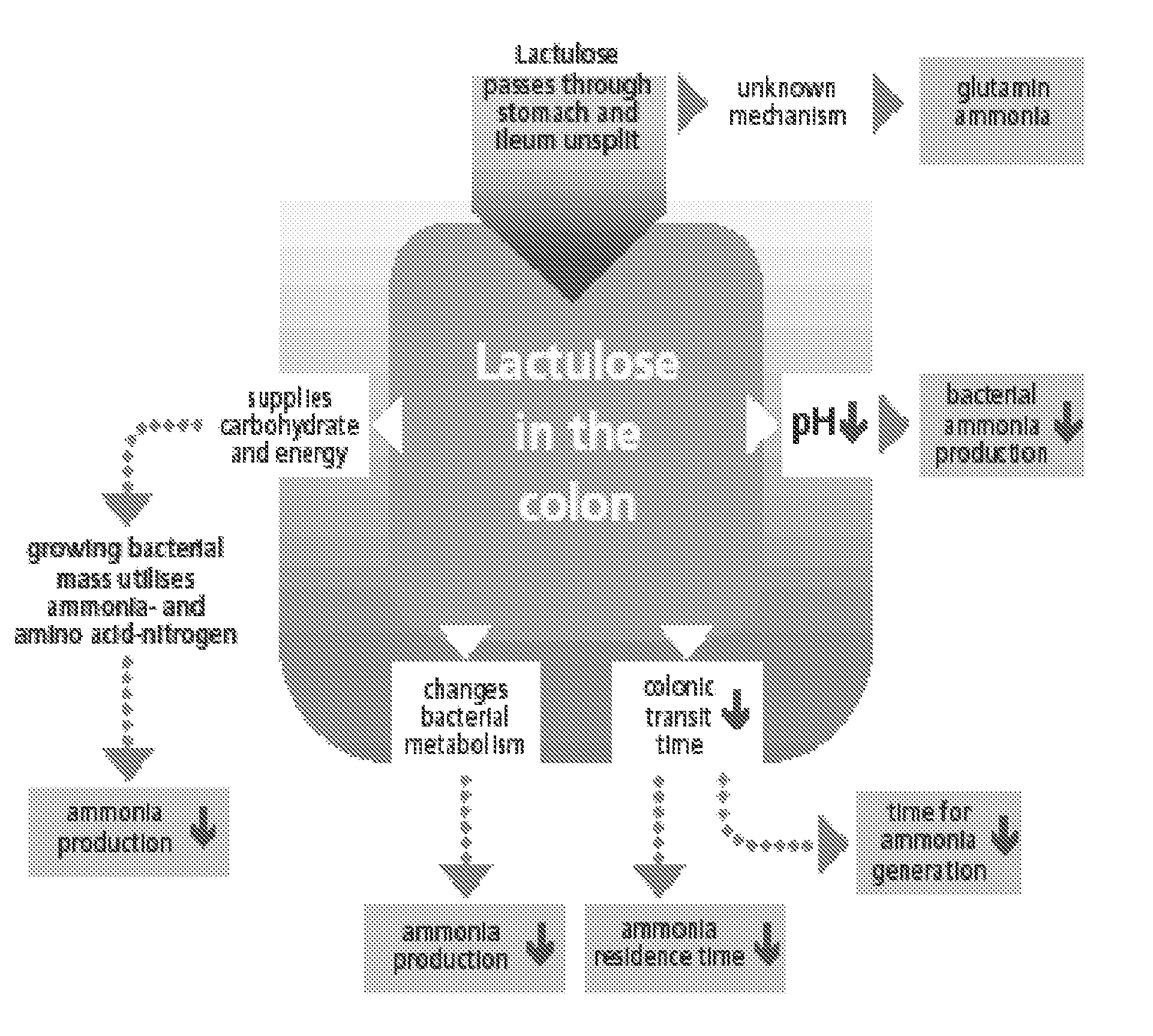 Use of lactulose in the treatment of autism