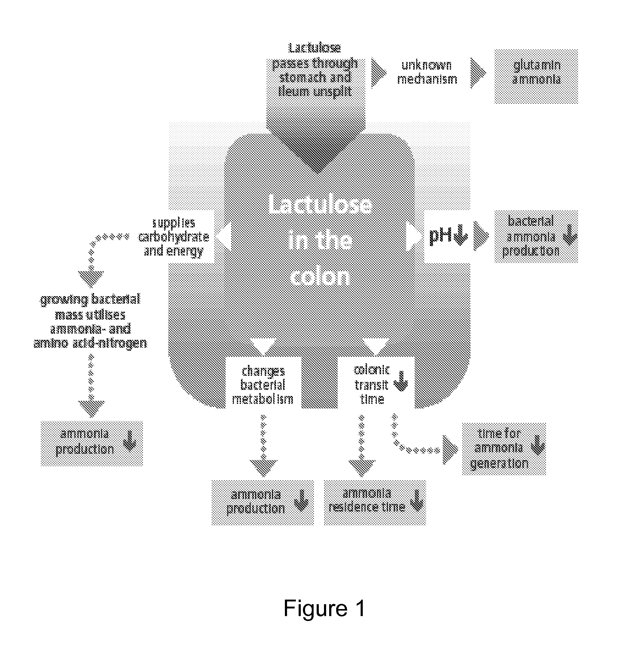 Use of lactulose in the treatment of autism