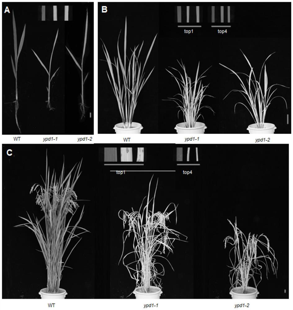 Gene related to rice leaf color variation, premature senility and stress tolerance, protein coded by gene and application of protein