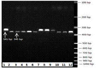 Bilateral molecular marker identification technology of melon wilt