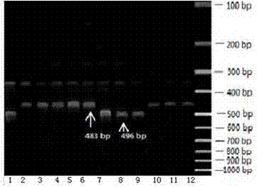 Bilateral molecular marker identification technology of melon wilt