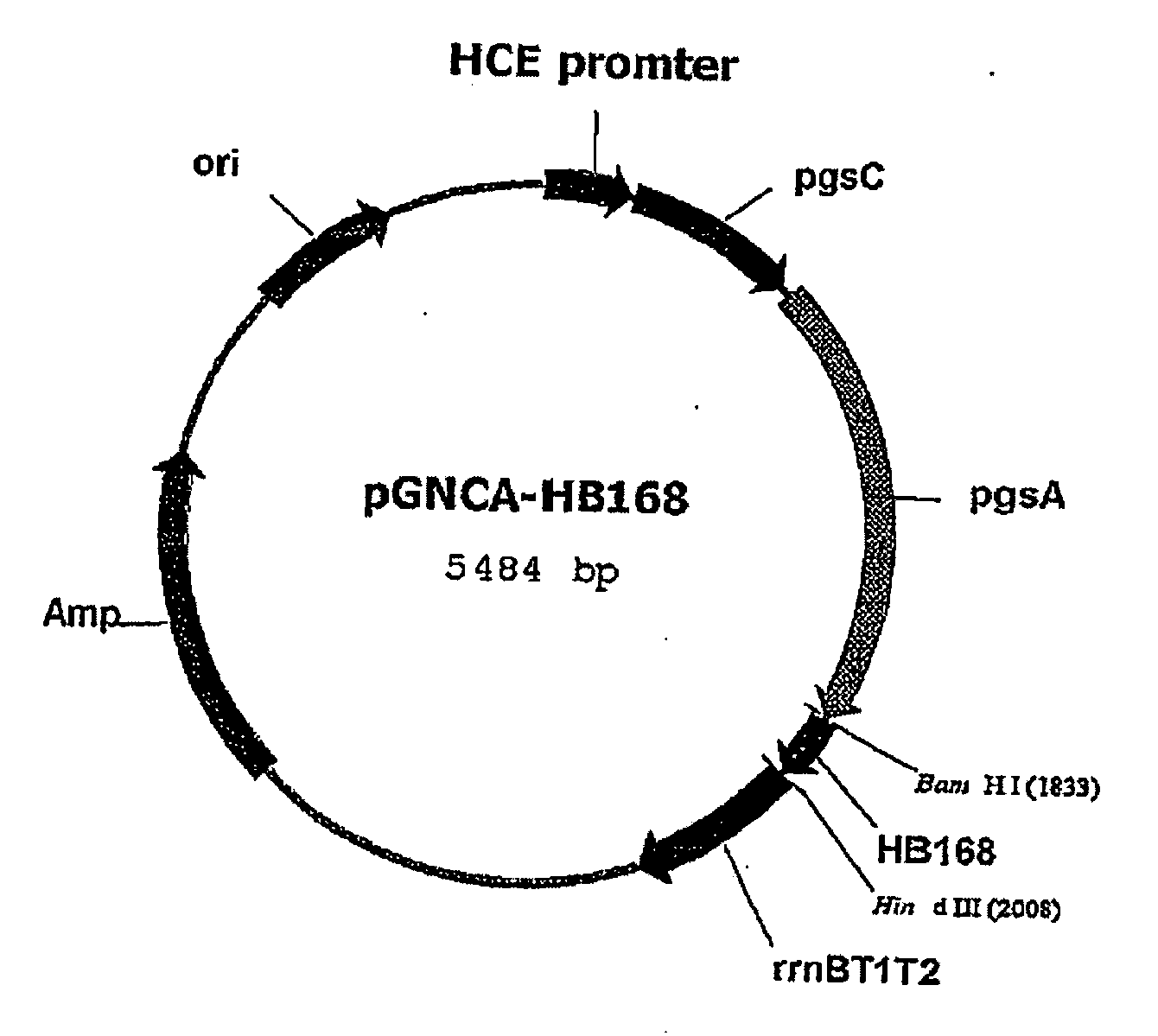 Vector for Anti-hpv vaccine and transformed microorganism by the vector