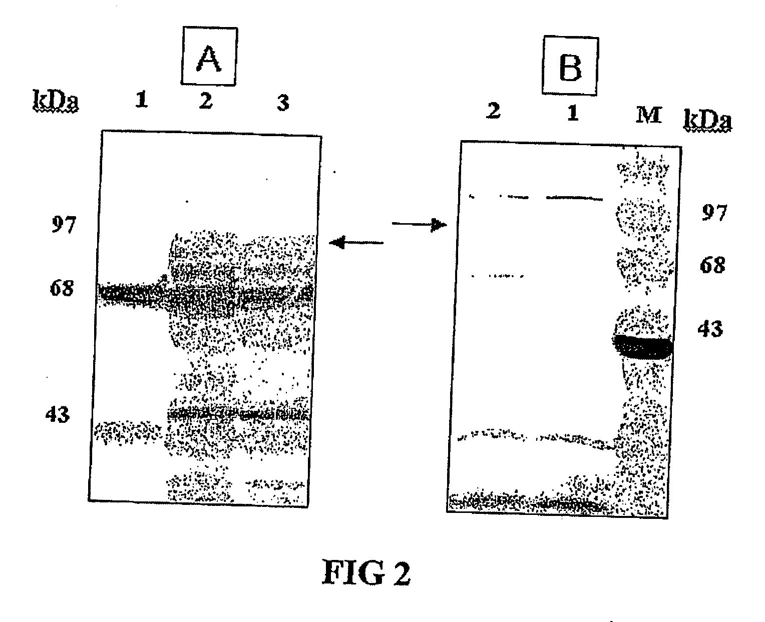 Vector for Anti-hpv vaccine and transformed microorganism by the vector