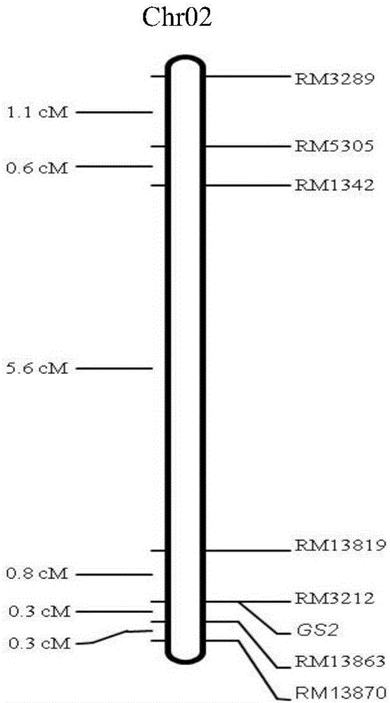 Molecular marker closely linked to rice large-grain gene gs2 and its application