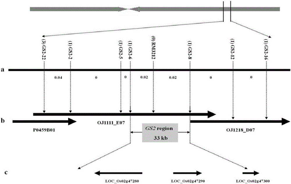 Molecular marker closely linked to rice large-grain gene gs2 and its application