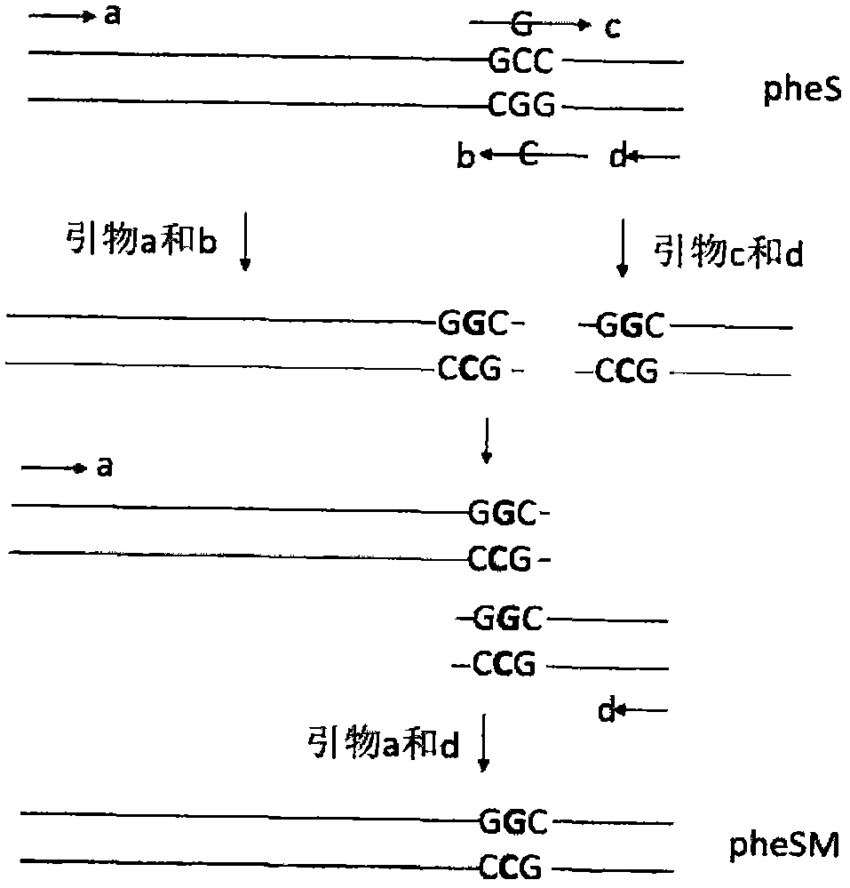 A method for establishing a Lactobacillus reuteri non-resistance marker gene integration system and its application