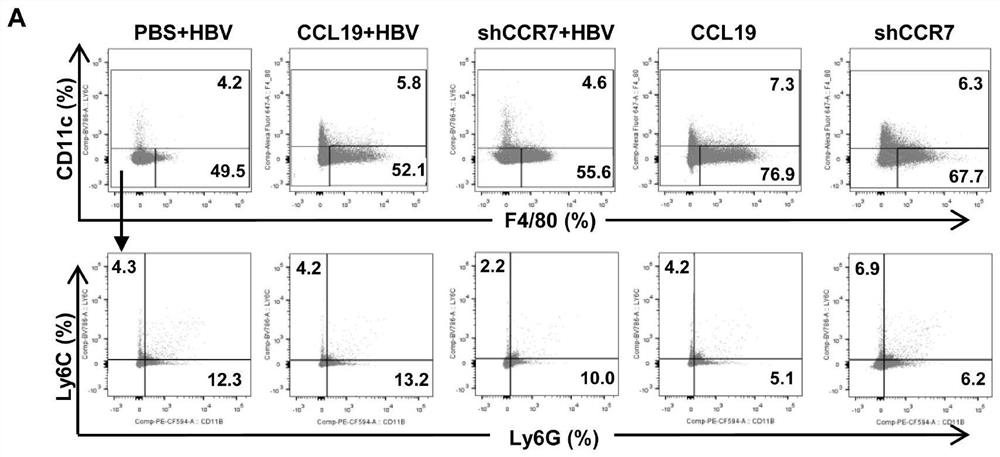 Hepatitis B immunotherapy agent targeting ccl19/ccr7 and its use