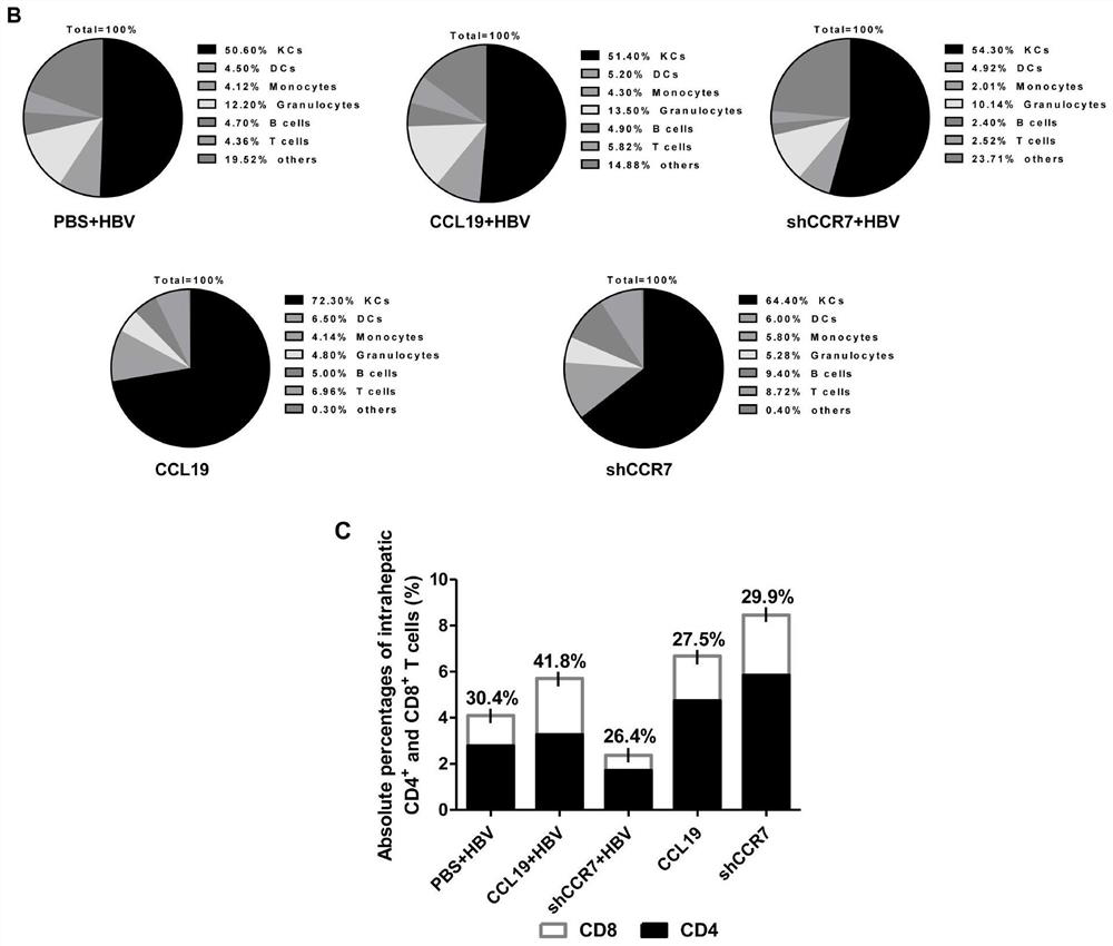 Hepatitis B immunotherapy agent targeting ccl19/ccr7 and its use