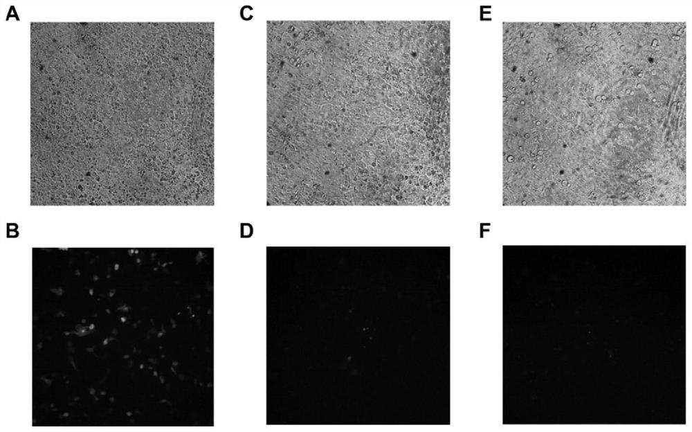 bcl2 mutant capable of promoting large gene expression and its application