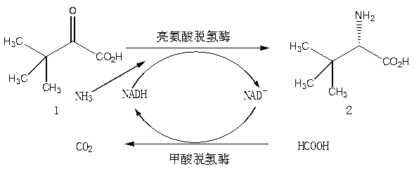 Method for preparing L-tertiary leucine