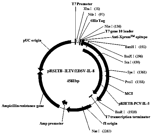 Bigeminal multi-epitope vaccine for chicken infectious laryngotracheitis and egg drop syndrome