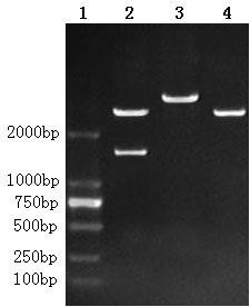 Bigeminal multi-epitope vaccine for chicken infectious laryngotracheitis and egg drop syndrome