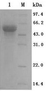 Bigeminal multi-epitope vaccine for chicken infectious laryngotracheitis and egg drop syndrome