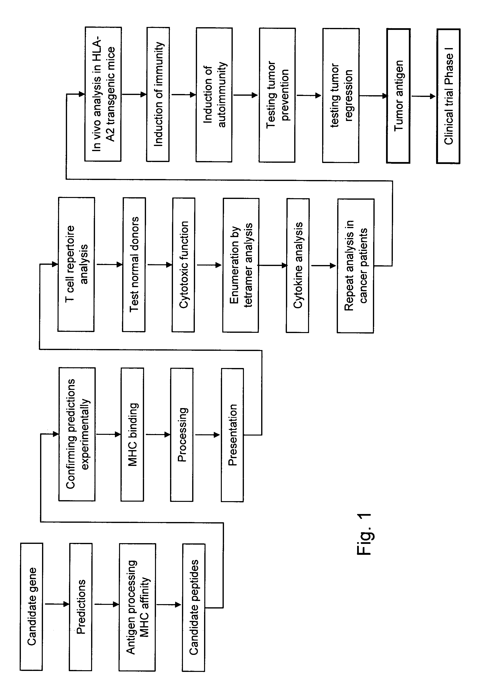 Human anti-cancer immunotherapy