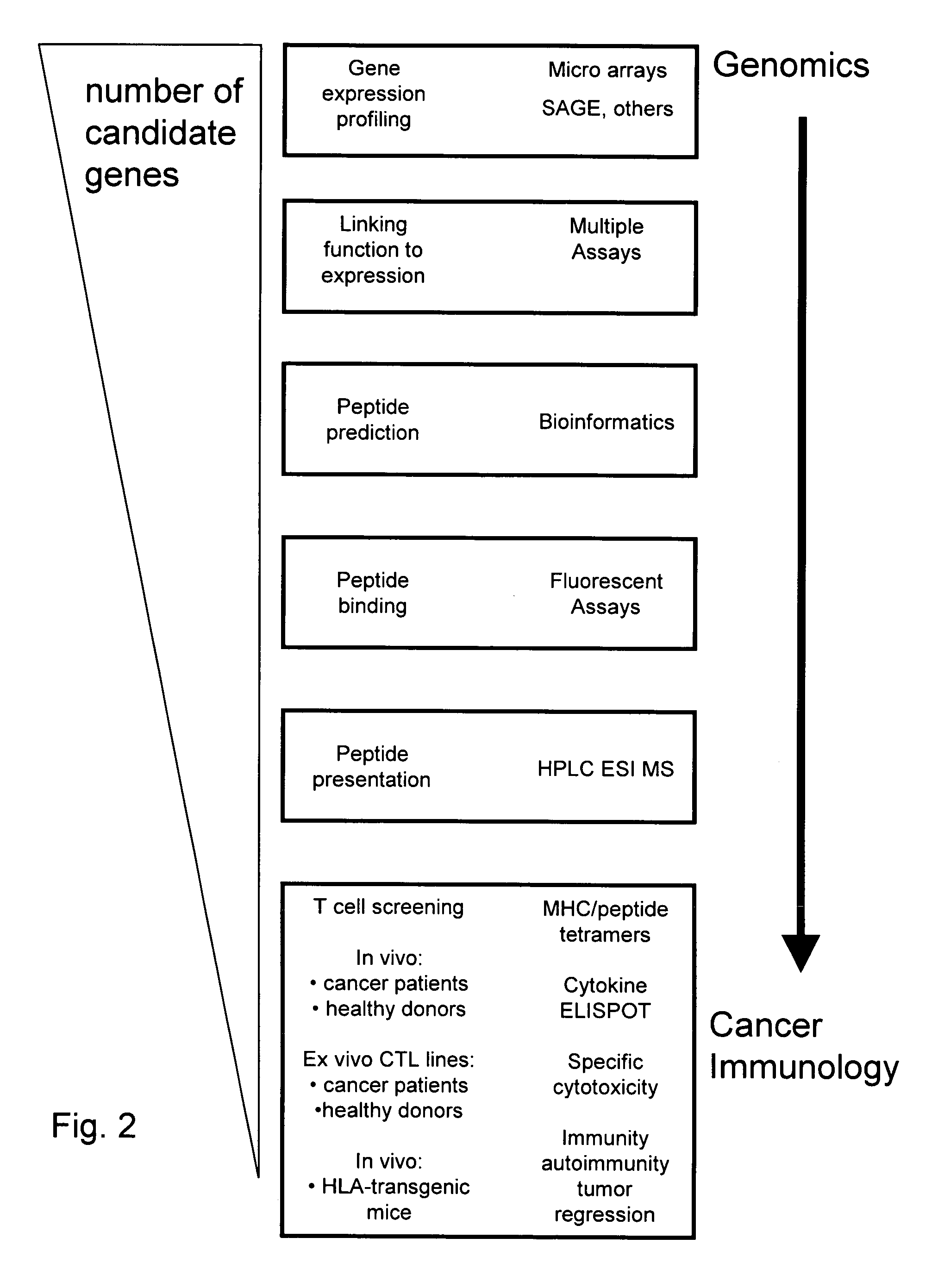 Human anti-cancer immunotherapy