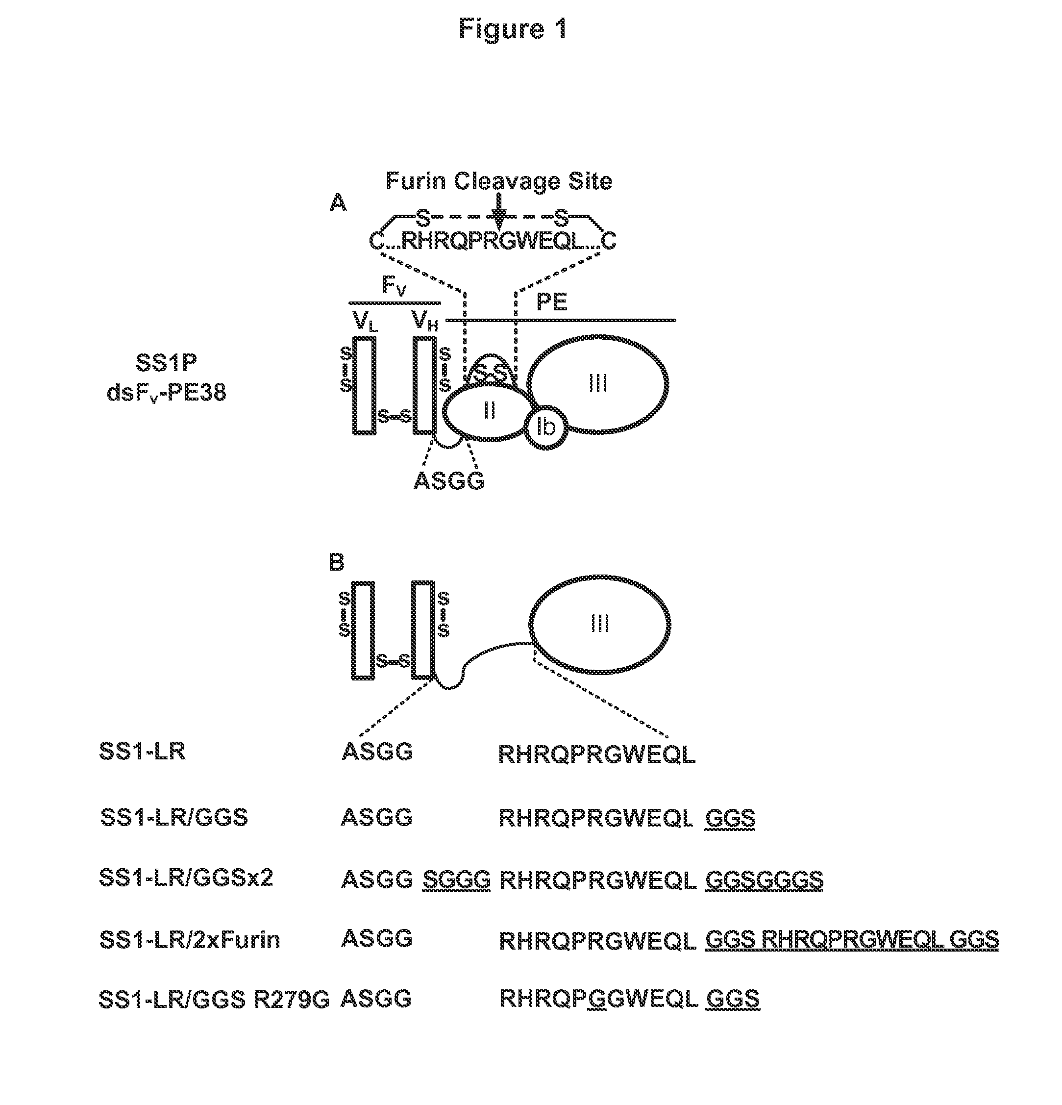 Recombinant immunotoxin targeting mesothelin