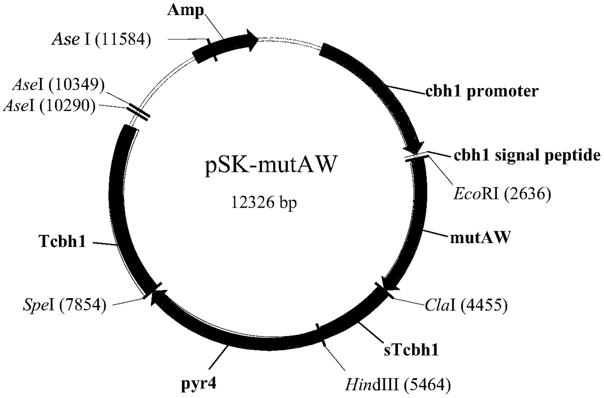 High-yield recombinant strain of trichoderma harzianum alpha-1, 3-glucanase and application thereof