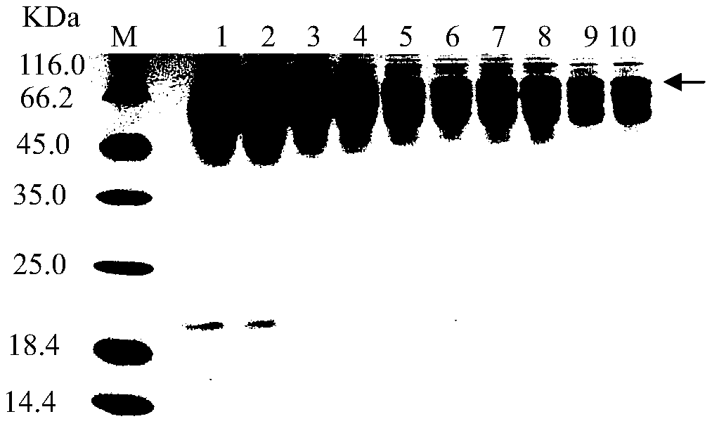 High-yield recombinant strain of trichoderma harzianum alpha-1, 3-glucanase and application thereof