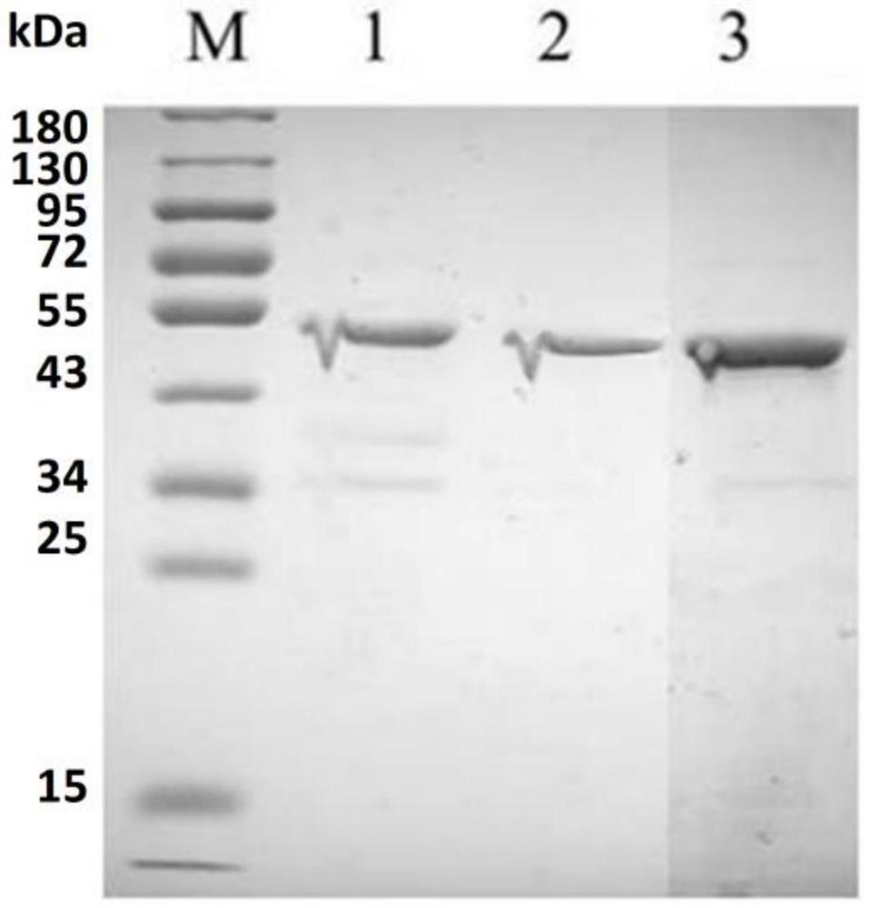 Recombinant mannuronic acid C-5 epimerase as well as coding gene, preparation method and application thereof