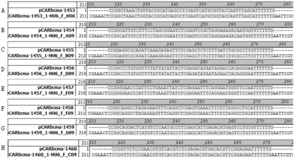 SiRNA capable of knocking down human PD-1, recombinant expression CAR-T vector as well as construction method and application thereof