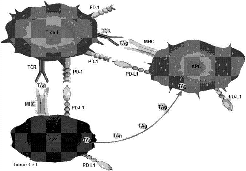 SiRNA capable of knocking down human PD-1, recombinant expression CAR-T vector as well as construction method and application thereof