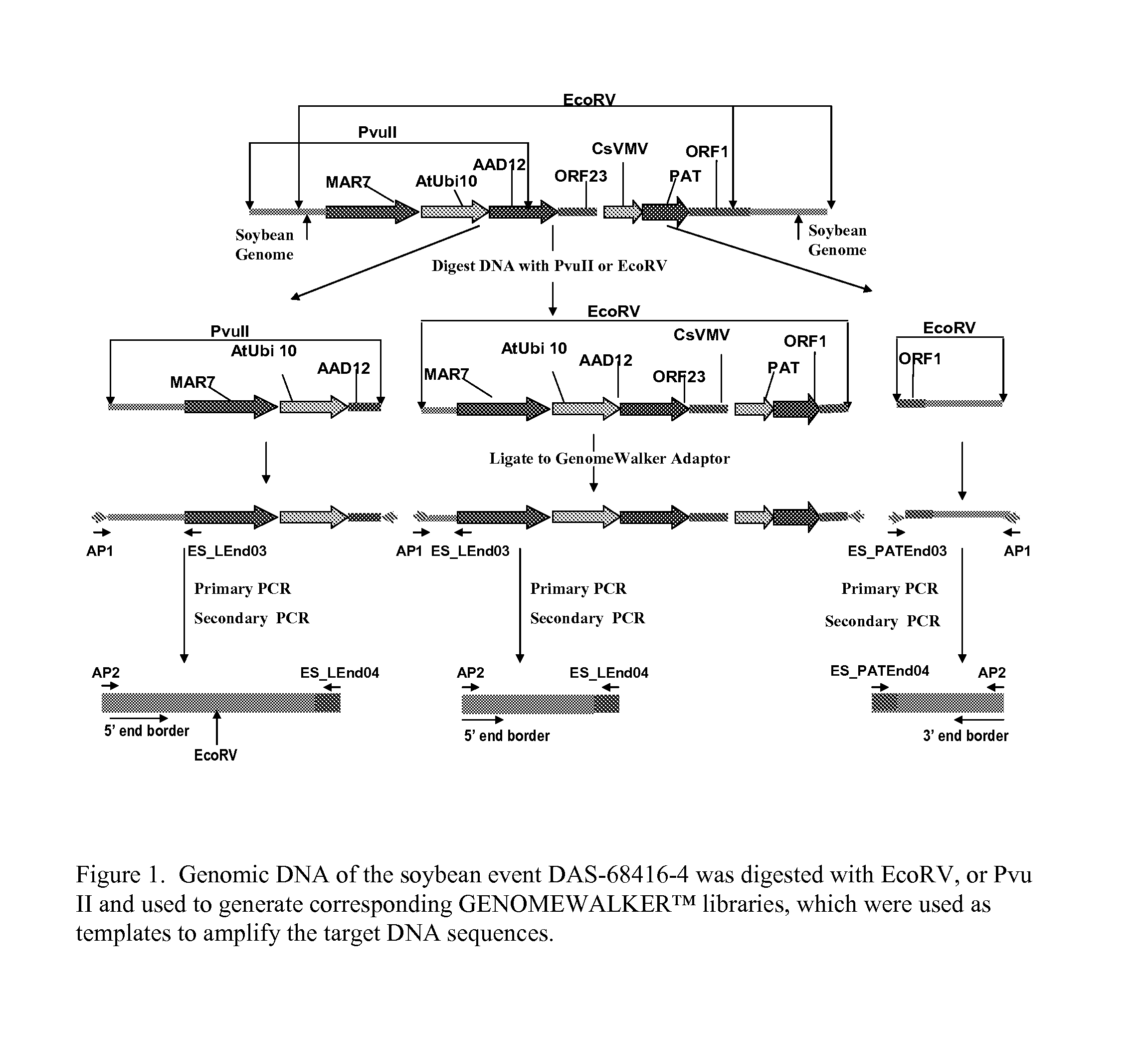 Detection of aad-12 soybean event 416