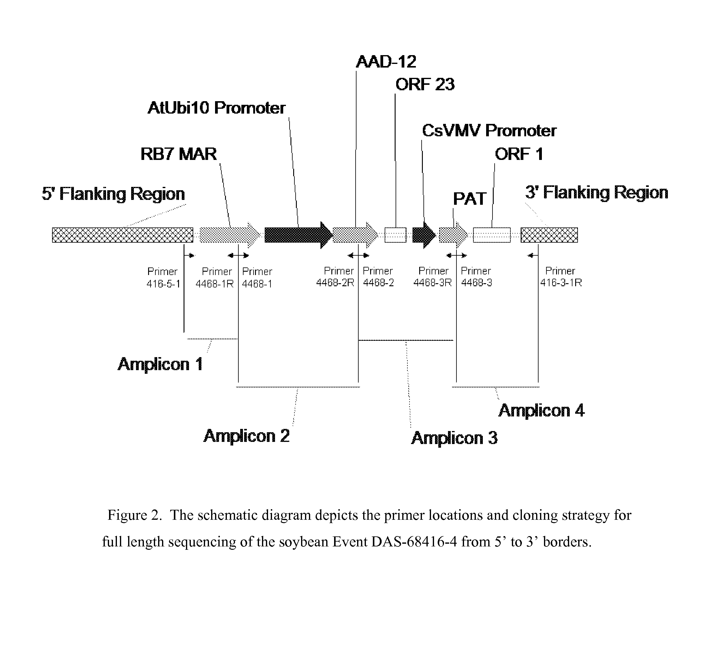 Detection of aad-12 soybean event 416