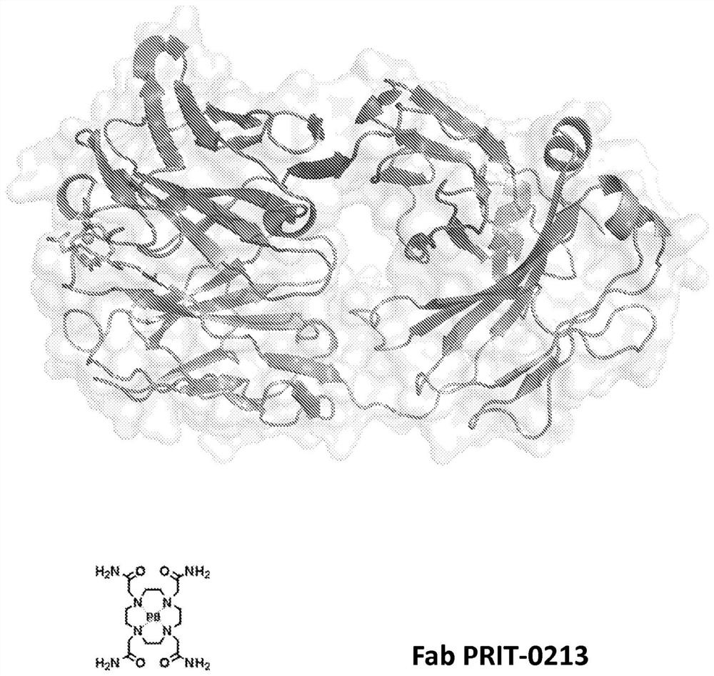 Antibodies for chelated radionuclides