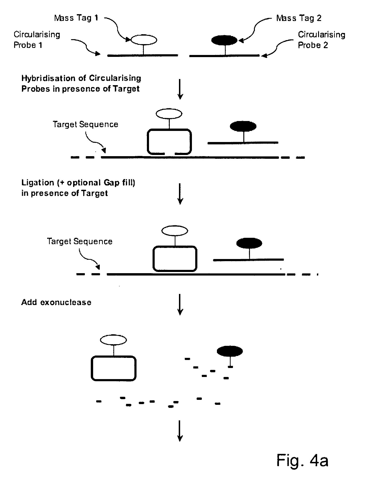 Use of Mass Labelled Probes to Detect Target Nucleic Acids Using Mass Spectrometry