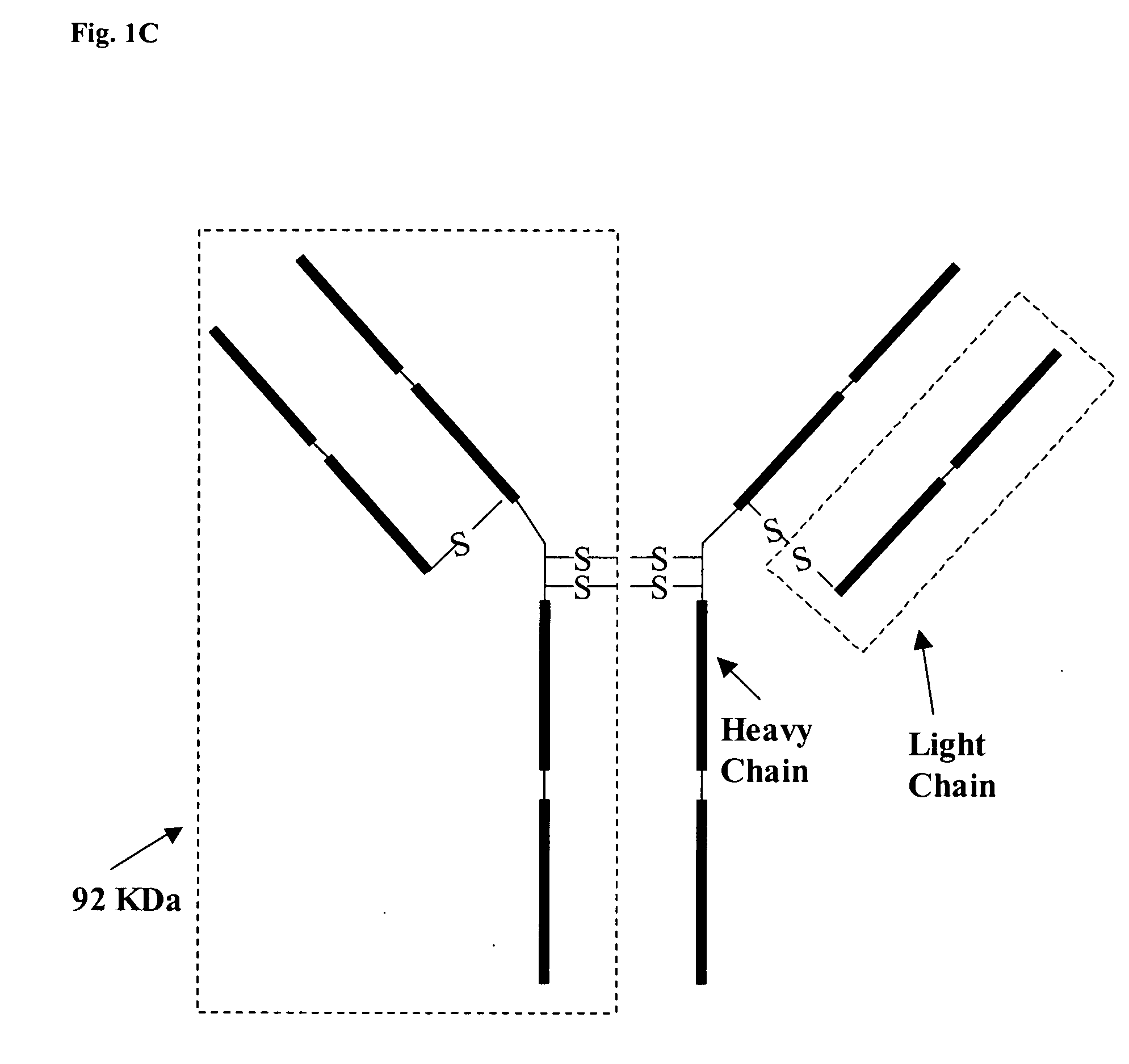 Macromolecules comprising a thioether cross-link