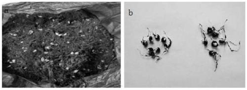 A method for efficiently inducing lily polyploidy