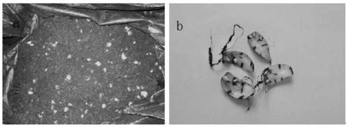 A method for efficiently inducing lily polyploidy