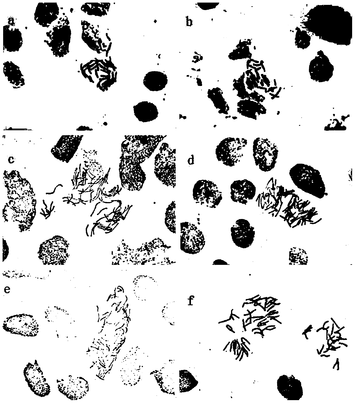 A method for efficiently inducing lily polyploidy