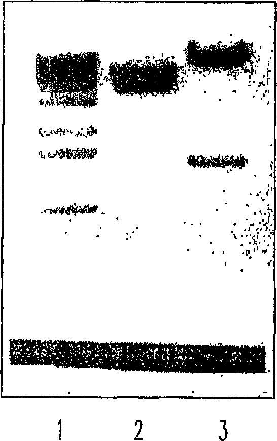 Soluble fragments of the SARS-cov spike glycoprotein