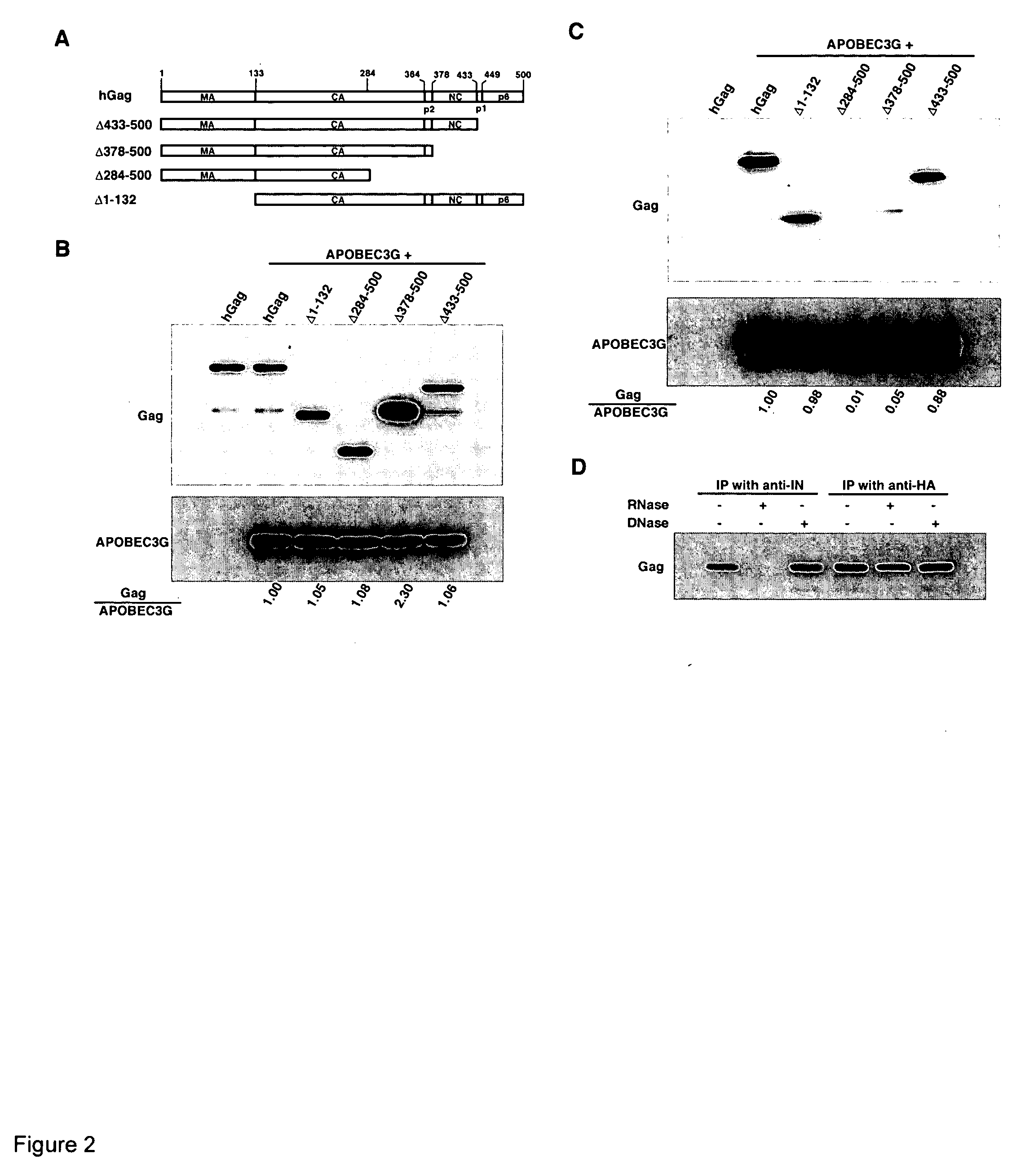 Inhibition of the tRNALys3-primed initiation of reverse transcription in HIV-1 by APOBEC3G