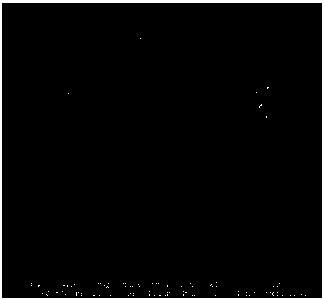 Preparation method of spherical lithium ion battery anode composite material