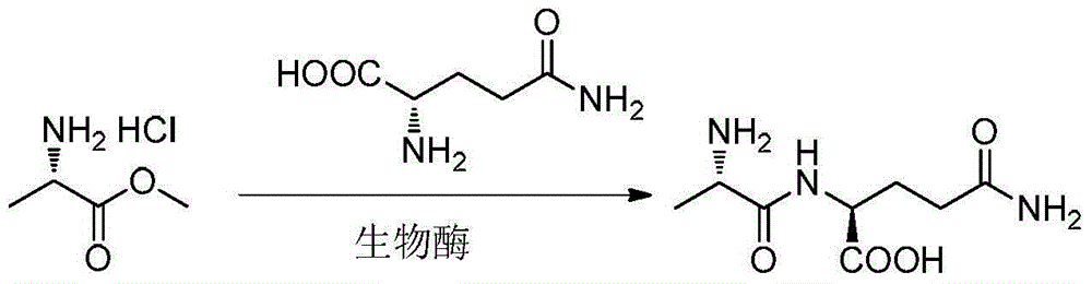 Bio-enzyme for synthesis of N(2)-L-alanyl-L-glutamine by catalysis as well as preparation method and application thereof