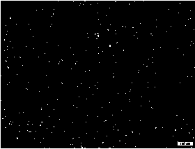 Preparation method of composite feed additive and anti-virus agent and application of anti-virus agent