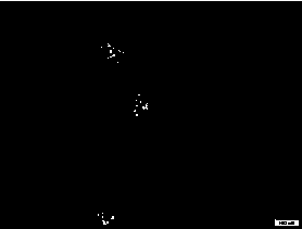 Preparation method of composite feed additive and anti-virus agent and application of anti-virus agent