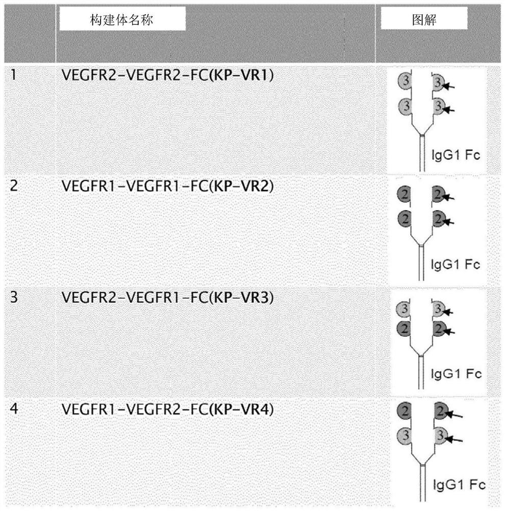 Vascular endothelial growth factor fusion protein