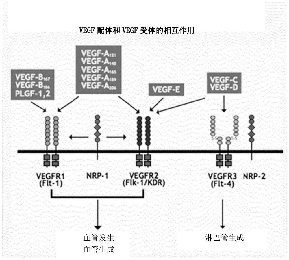 Vascular endothelial growth factor fusion protein