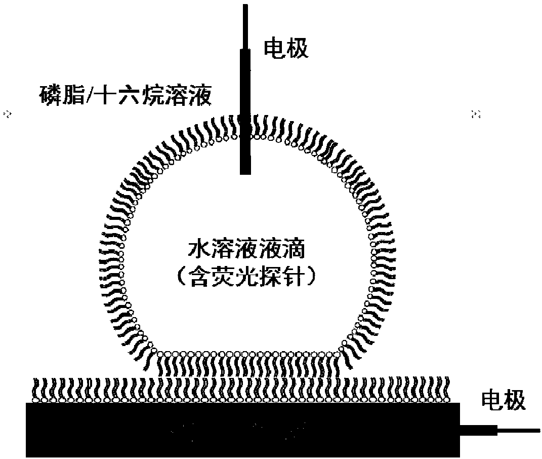 Nano-pore single-molecule fluorescence imaging device and method under alternating current mode